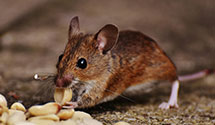 24 Hour & Emergency Exterminators in Frog Pond, NC